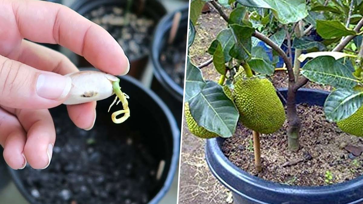 How To Grow Jackfruit Plant कटहल का पौधा उगाएं How To Grow Jackfruit