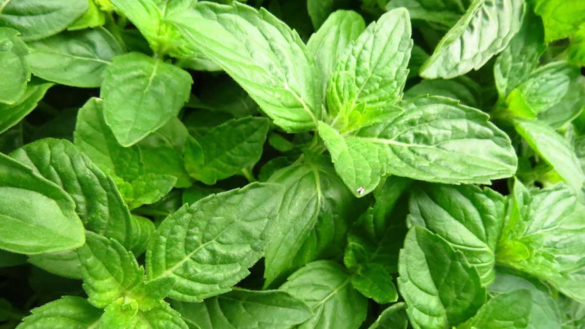 tulsi lord shiva worship rules