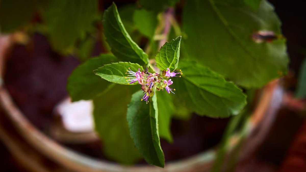 tulsi plant at home
