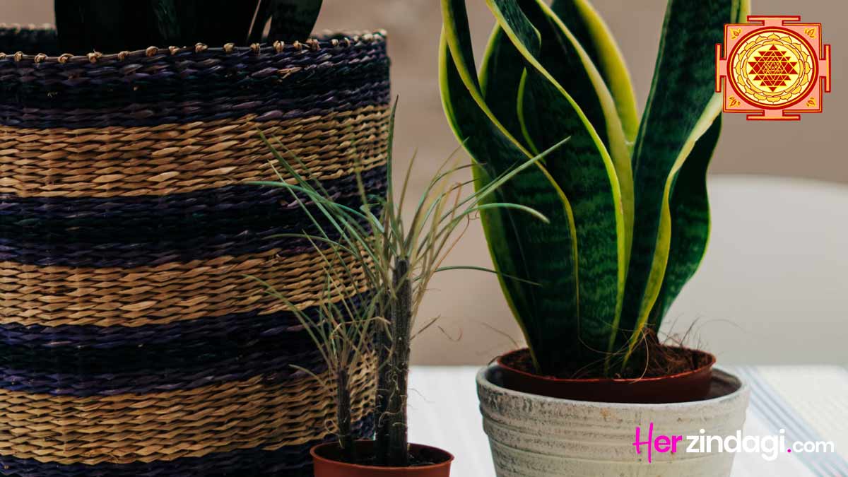 Snake Plant At Home Vastu In Hindi किस दिशा में रखें स्नेक प्लांट
