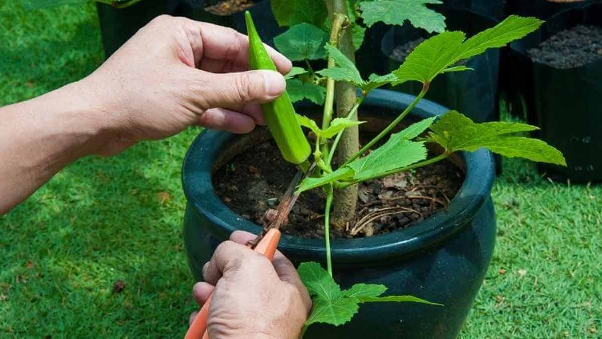 भिंडी का पौधा vegetables to grow in summer bhindi inside