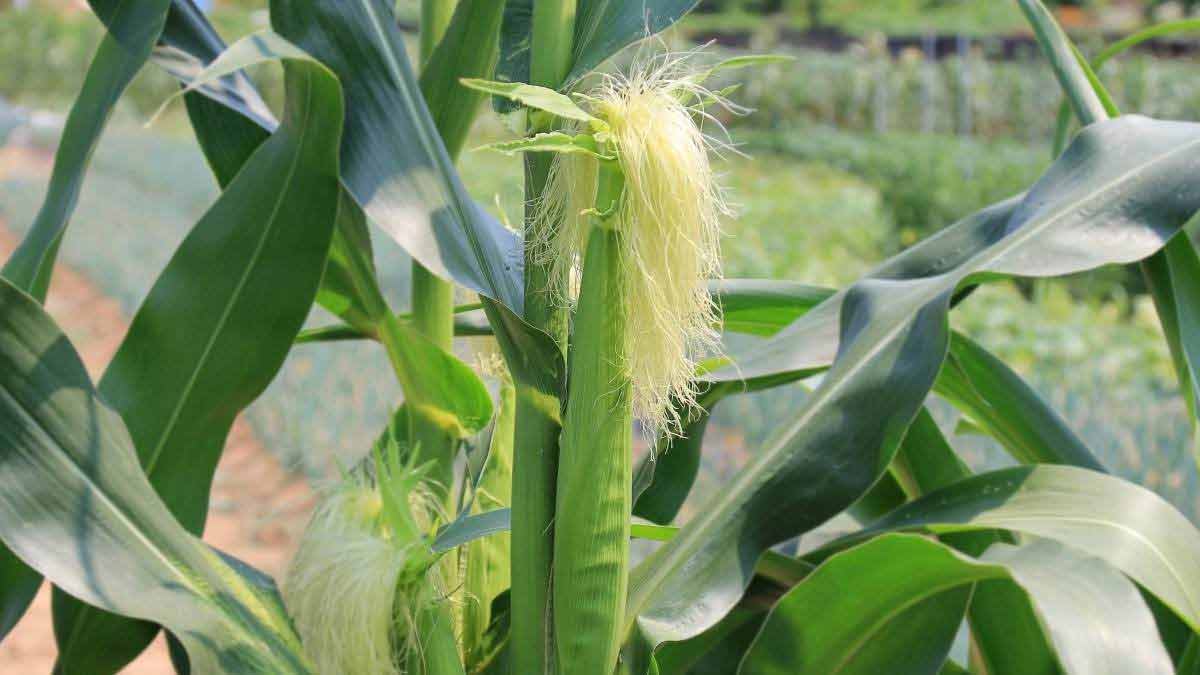 कॉर्न का पौधा vegetables to grow in summer corn inside