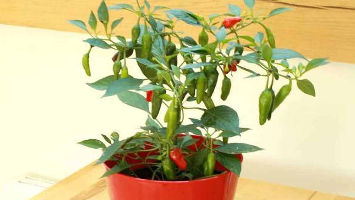 हरी मिर्च का पौधा vegetables to grow in summer green chilly inside