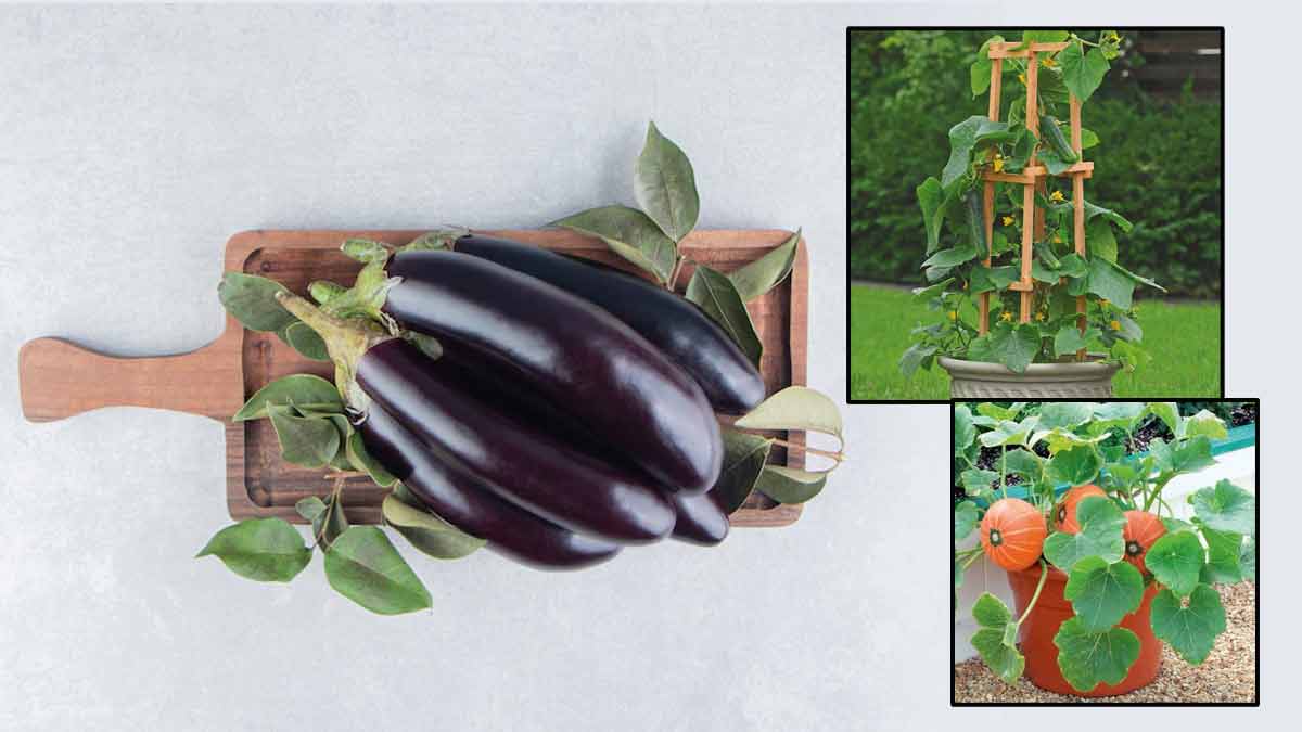 vegetables to grow in summer in hindi