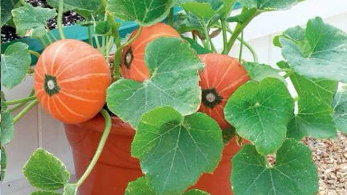 सीताफल का पौधा vegetables to grow in summer inside