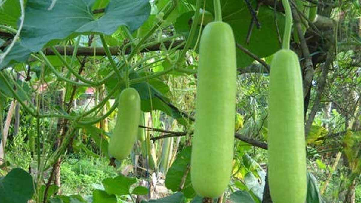 कद्दू का पौधा vegetables to grow in summer inside