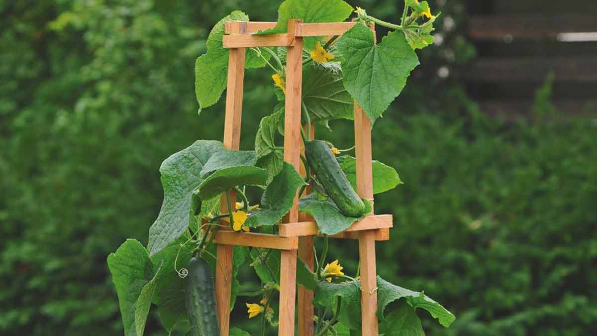 खीरा का पौधा vegetables to grow in summer khira inside