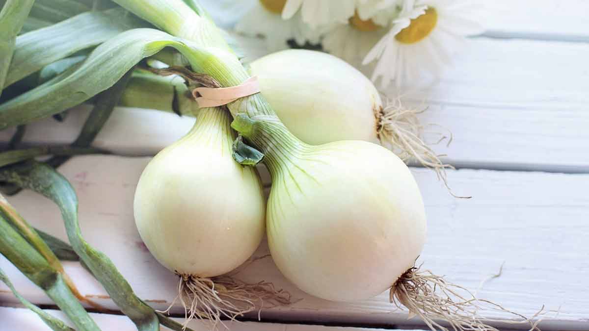 सफेद प्याज का पौधा vegetables to grow in summer onion inside
