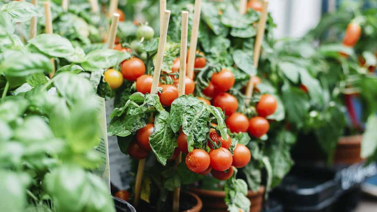 टमाटर का पौधा vegetables to grow in summer tamatar inside