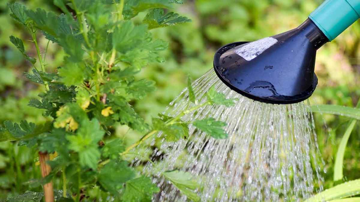 water spray money plant