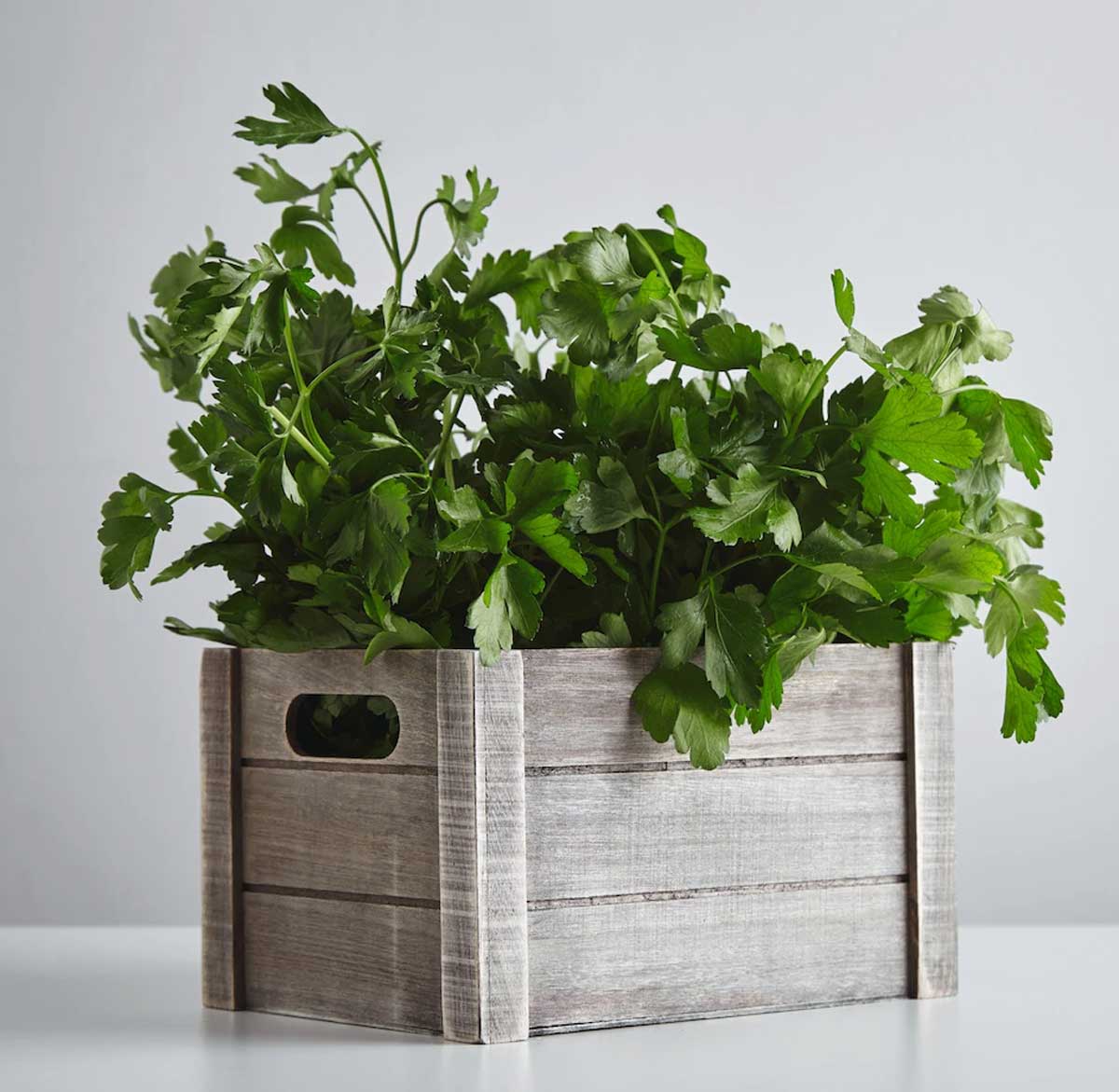 Parsley Plant Growing Tips अजमोद का पौधा कैसे लगाएं। Parsley Plant