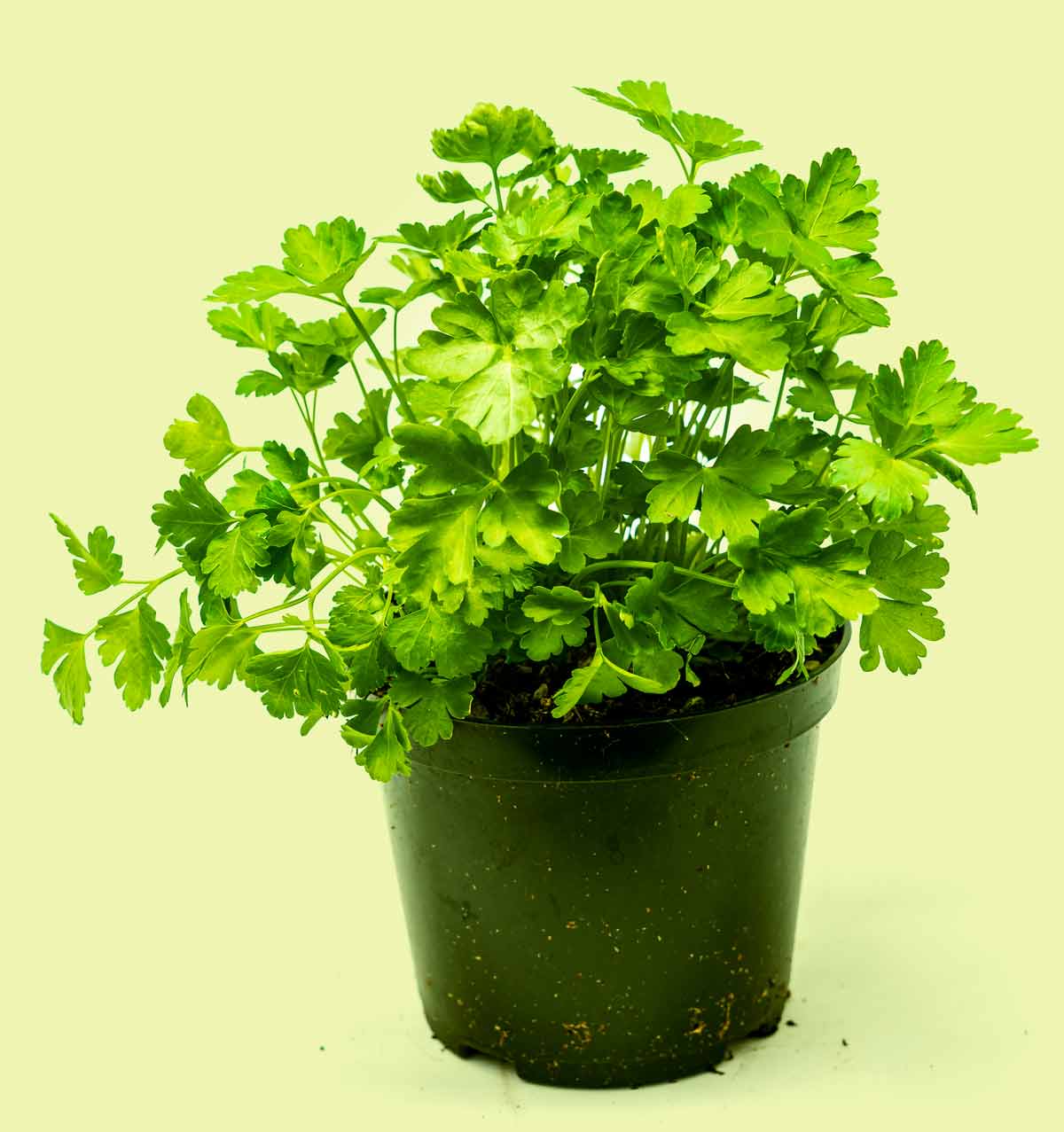 Parsley Plant Growing Tips अजमोद का पौधा कैसे लगाएं। Parsley Plant