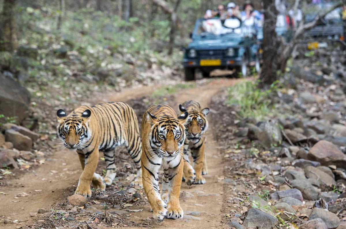 Ranthambore