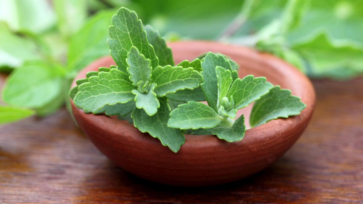 Stevia plant uses