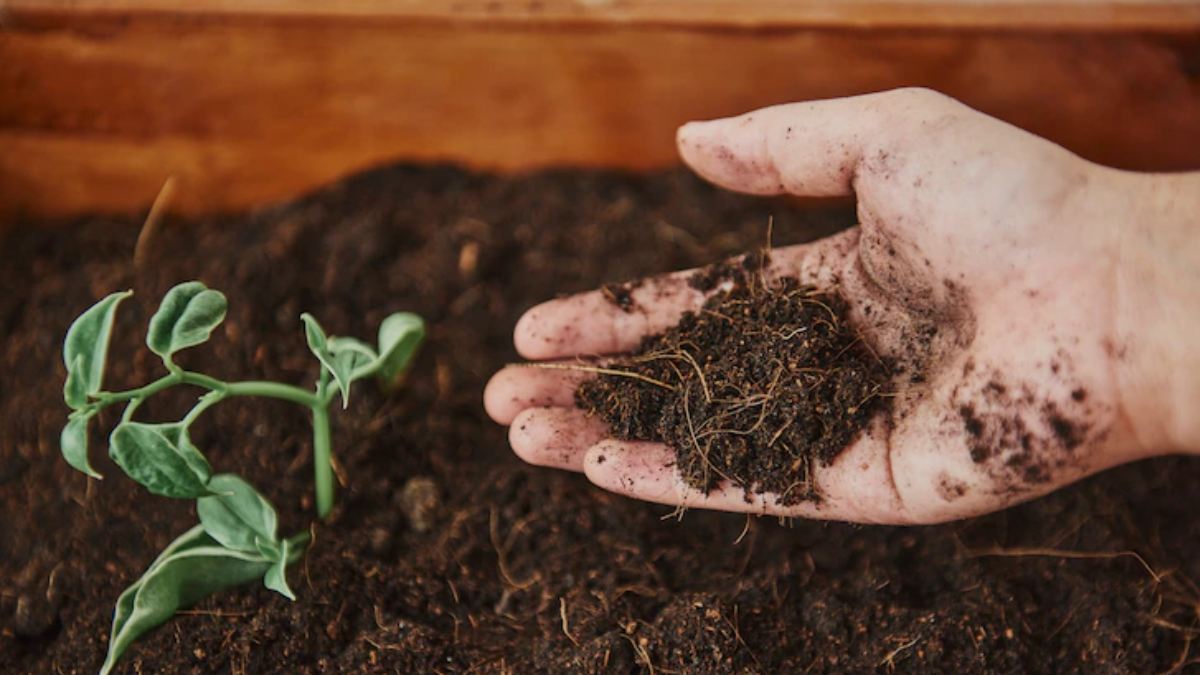 Use curd as a fertilizer