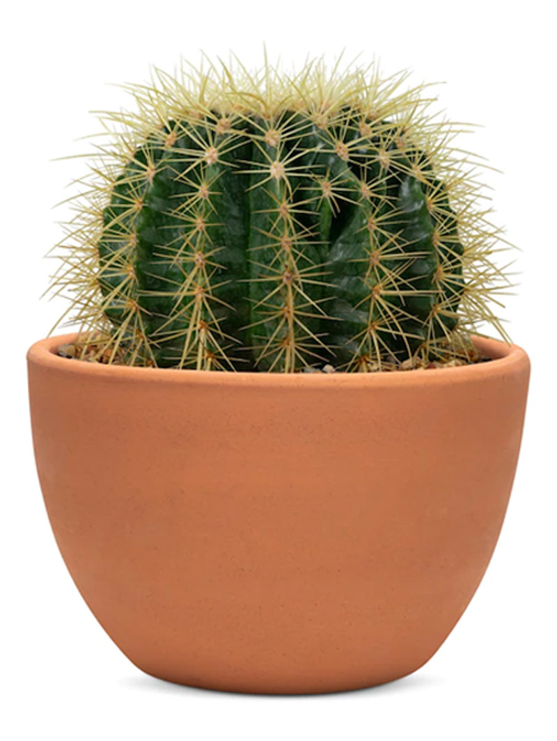 Vastu tips of cactus plant