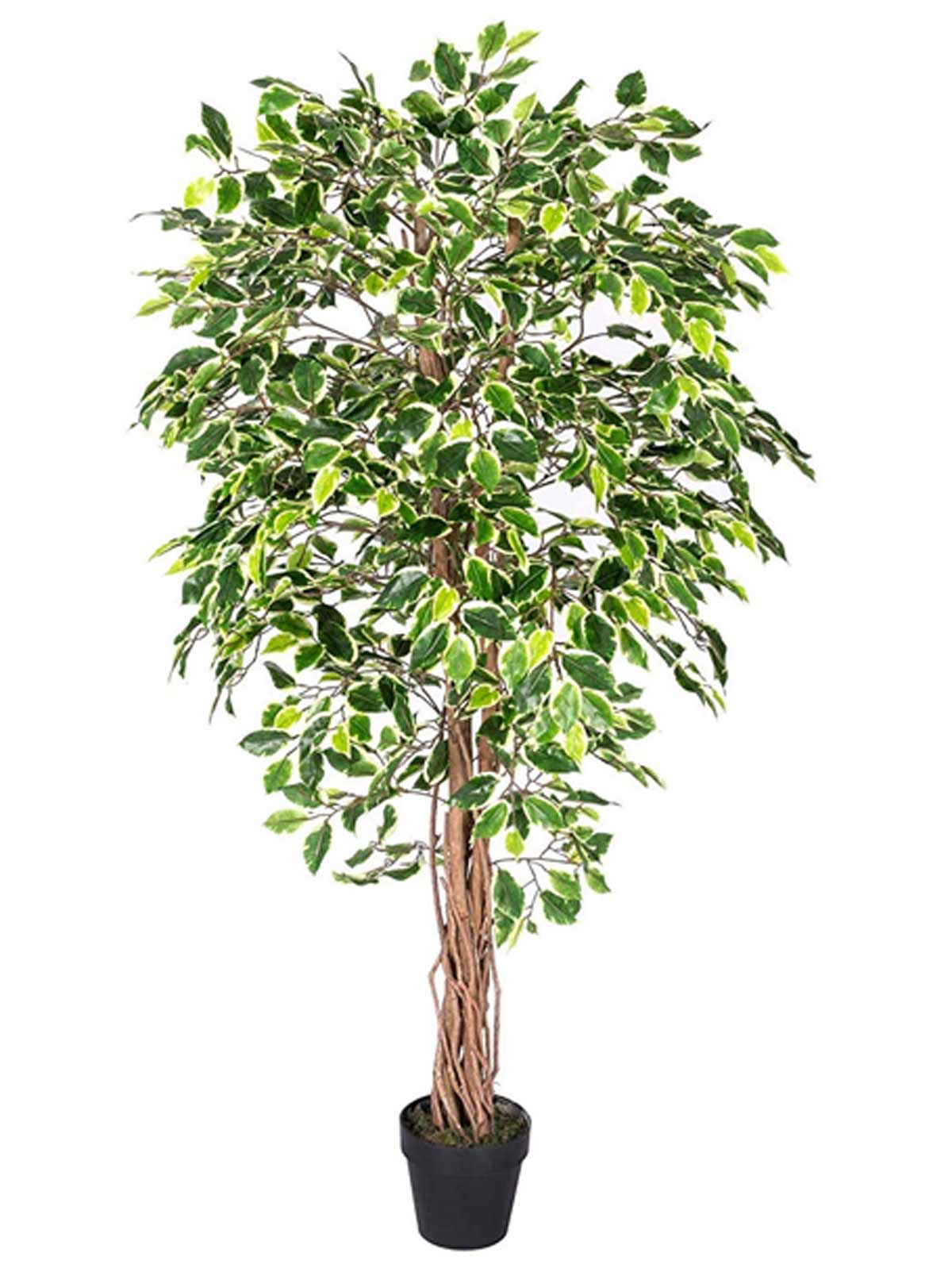 Vastu tips of ficus plant