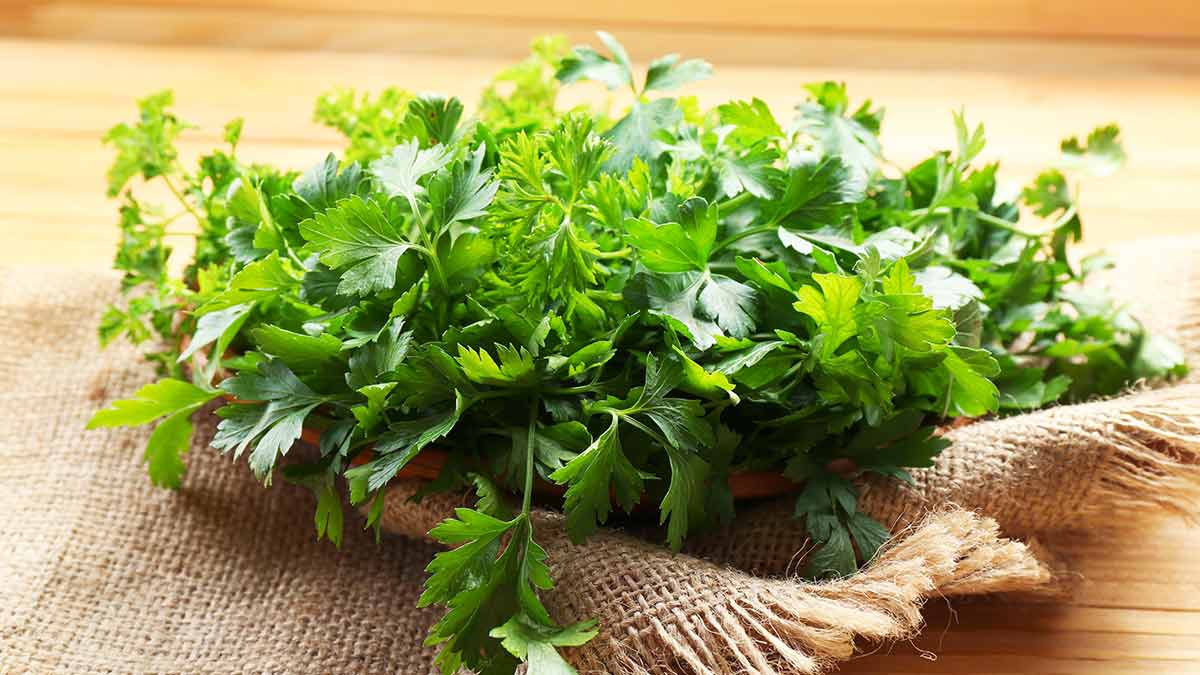 Ways to grow parsley plant in hindi