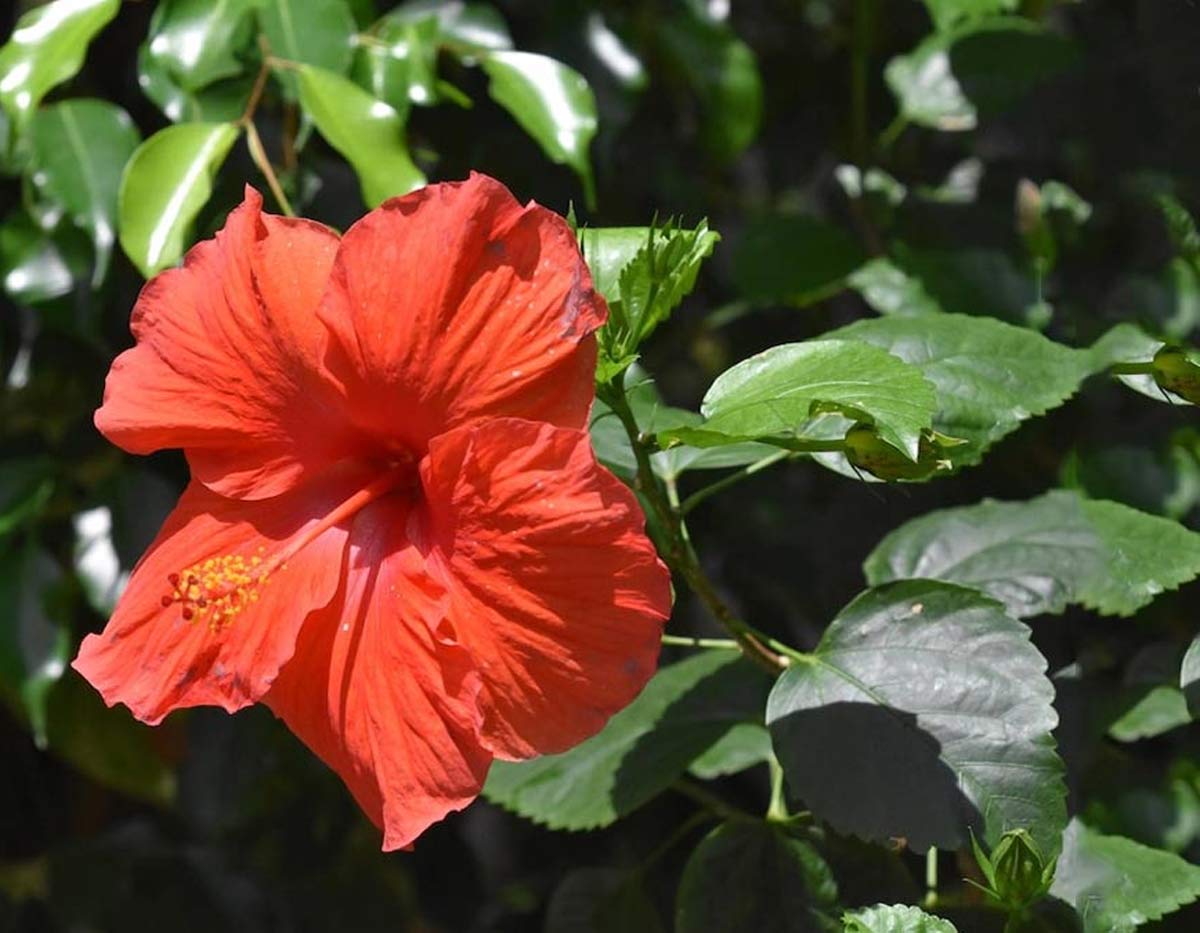 astro remedies of hibiscus flower