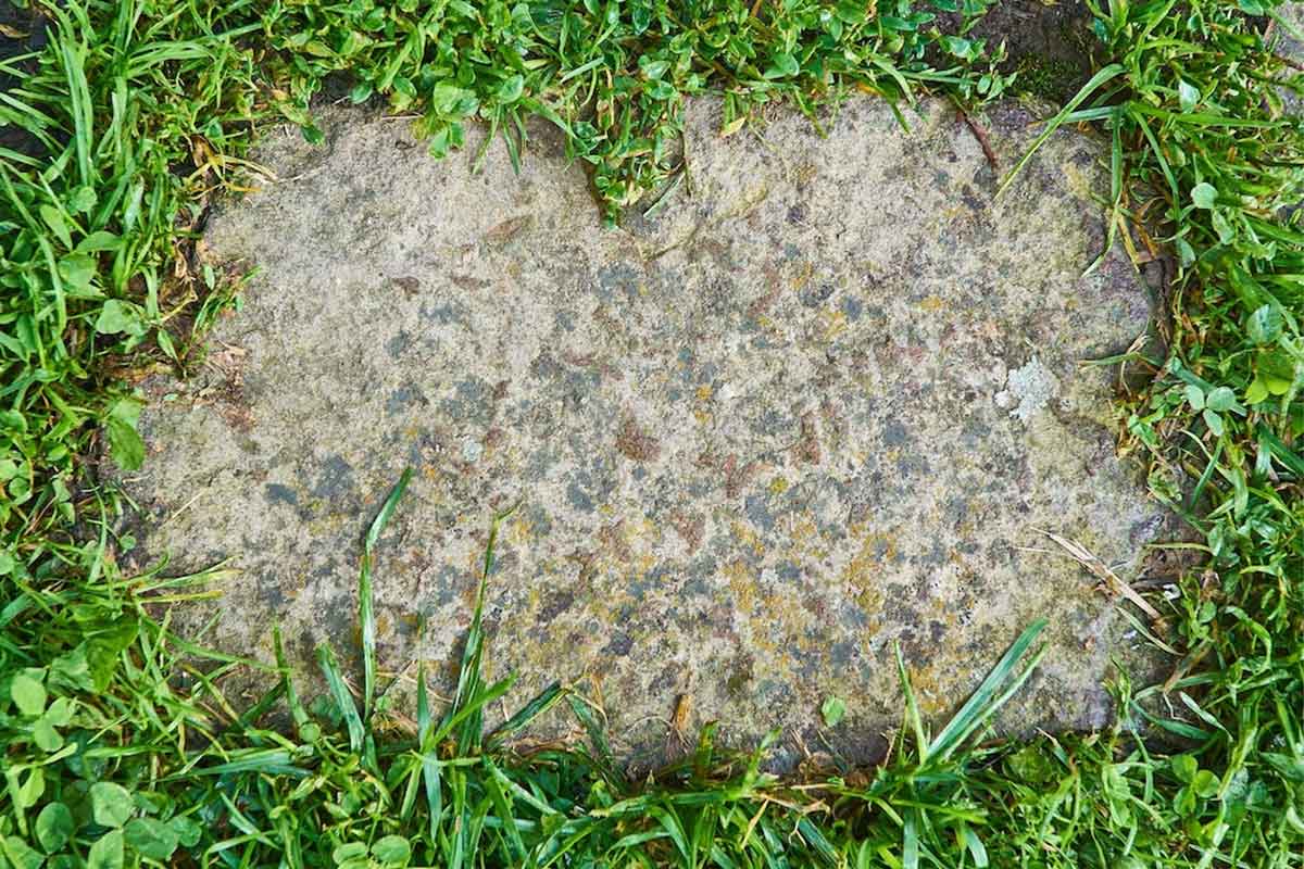 दीवारों से हटाएं खरपतवार cleaning weeds with bleach