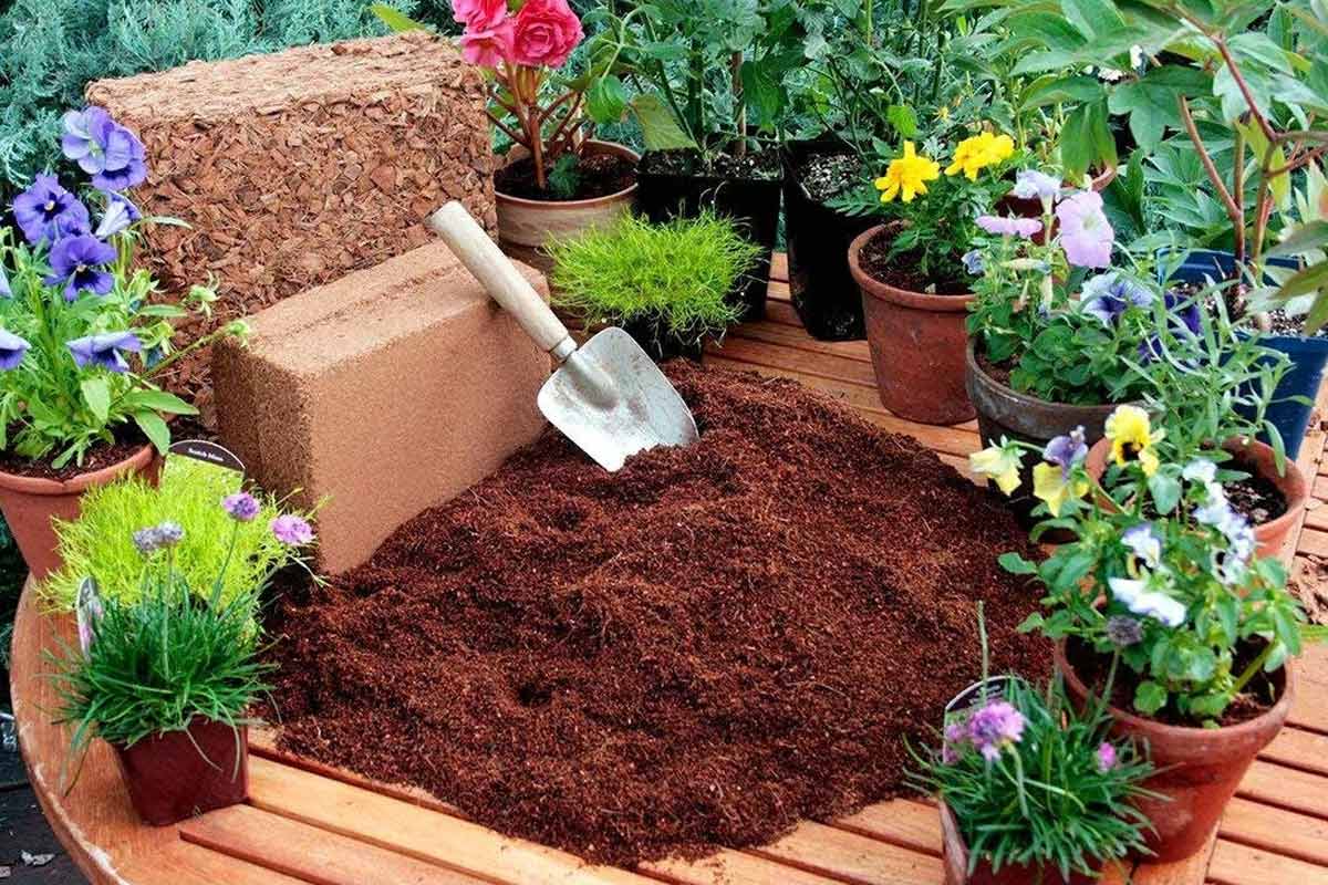 cocopeat uses in kitchen garden