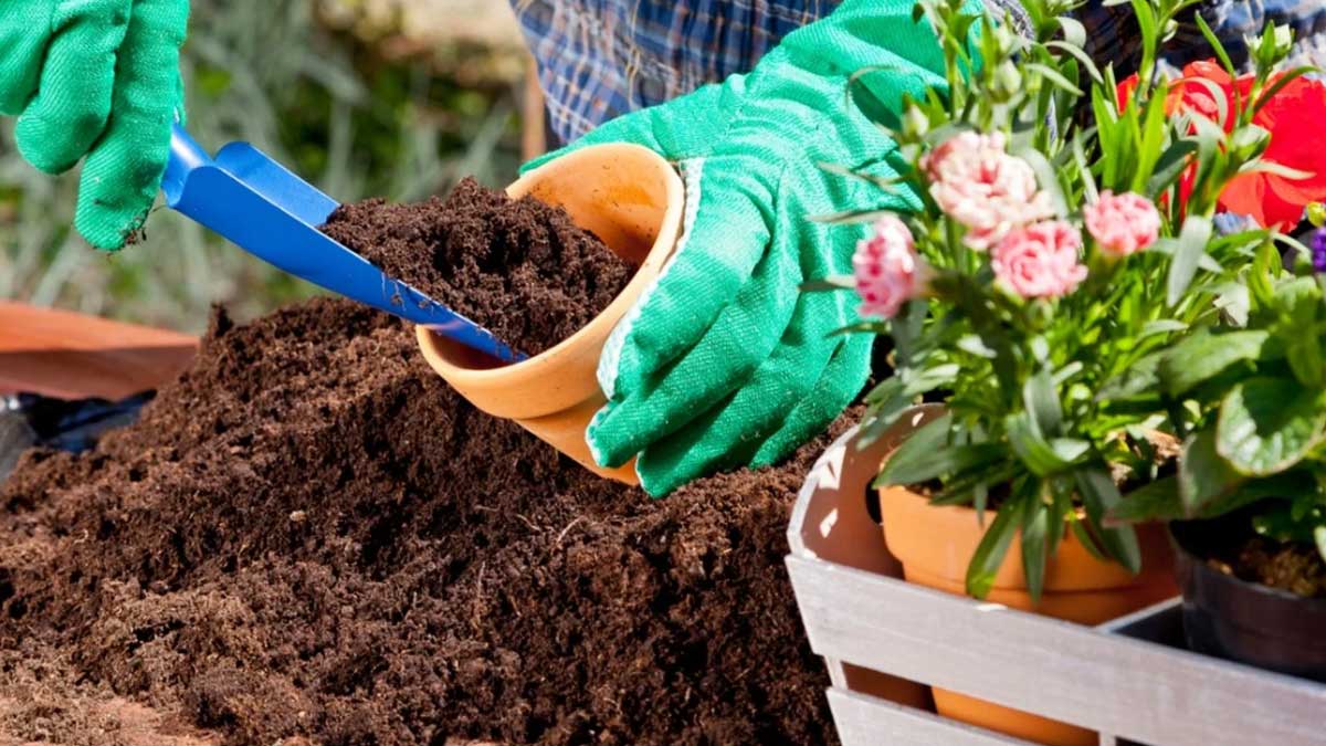 easy tips to grow impatiens plant in pot