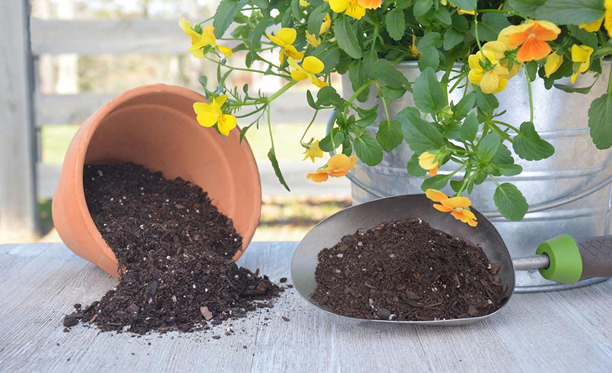 fertilizer best for terrace garden in hindi