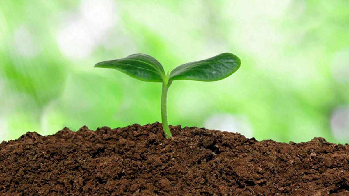 growing borage in pots