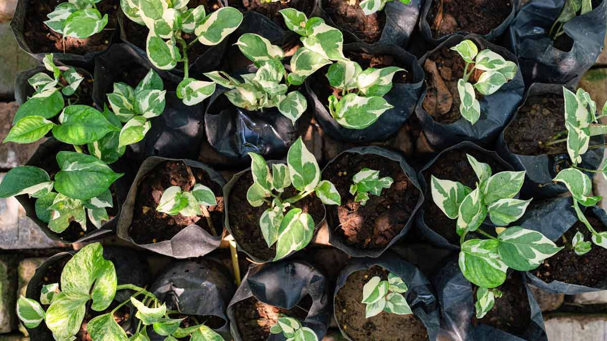 Can I Reuse My Grow Bagsपुराने ग्रो बैग्स का कैसे दोबारा यूज करेंOld Grow Bags Ka Reuse Kaise