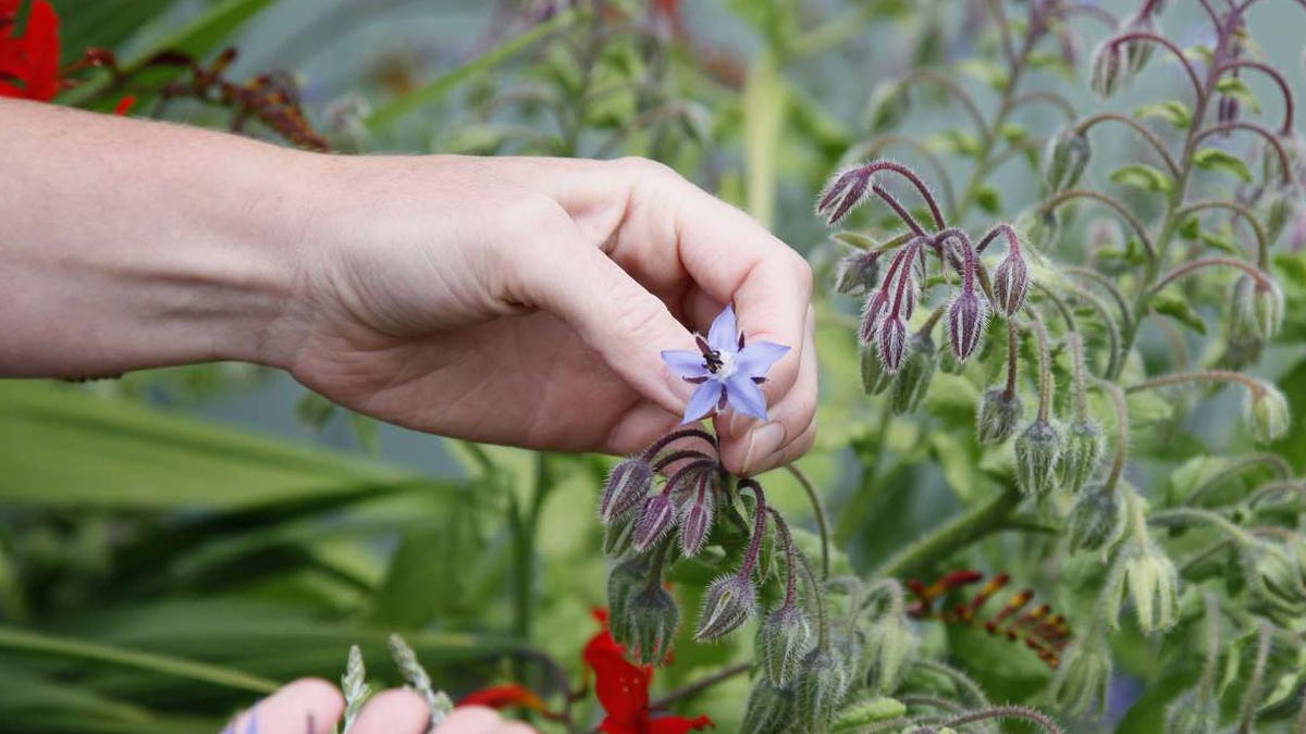 how to grow borage plant in pot