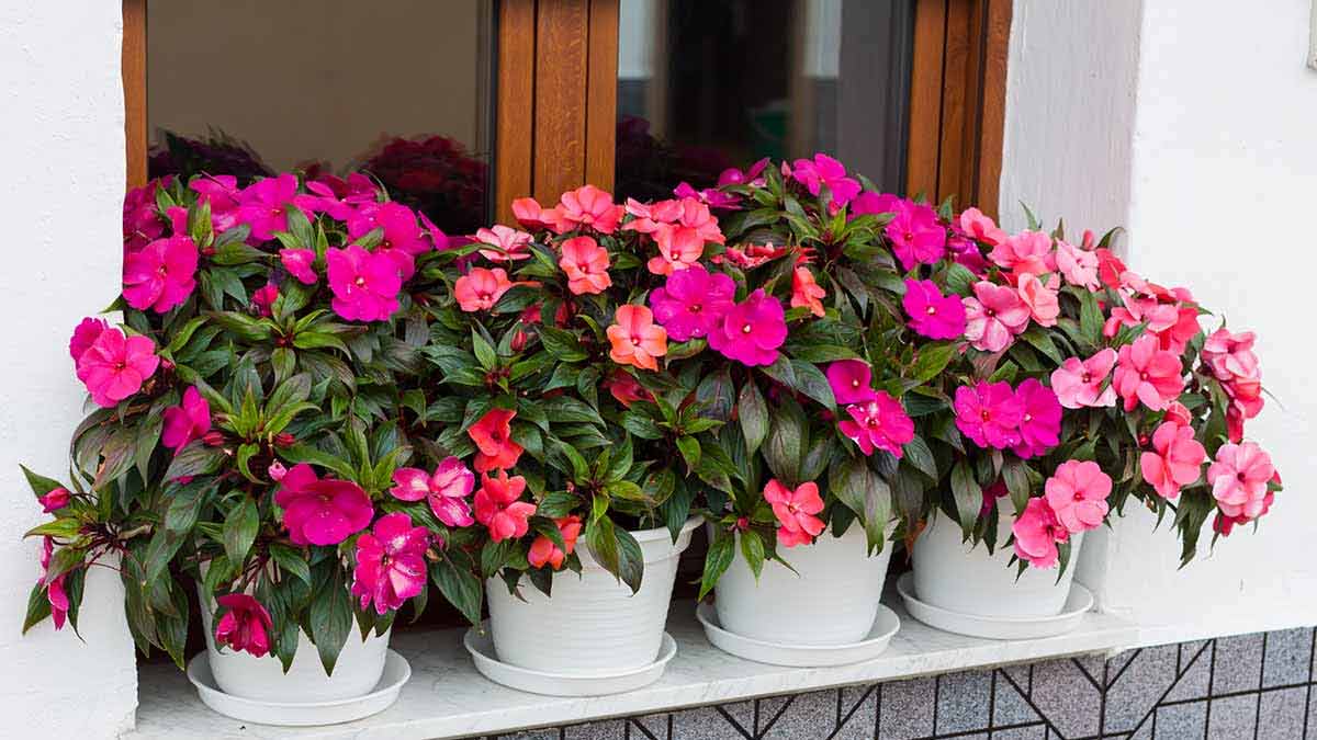 How To Grow Impatiens Plant|सुगंधित फूल लगाने का तरीका| Gamle Me Plant  Lagane Ka Tarika-लिविंग रूम को रखना है खुशबूदार तो यह पौधा जरूर लगाएं