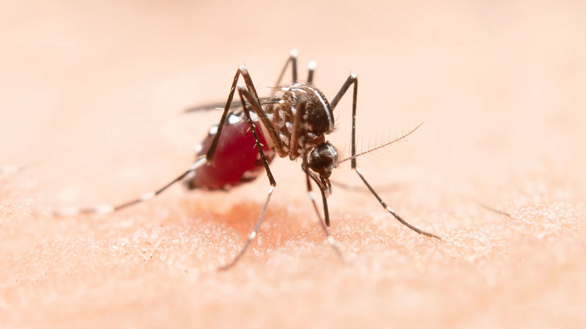 mosquito-borne-diseases-dengue-malaria-se-bachne