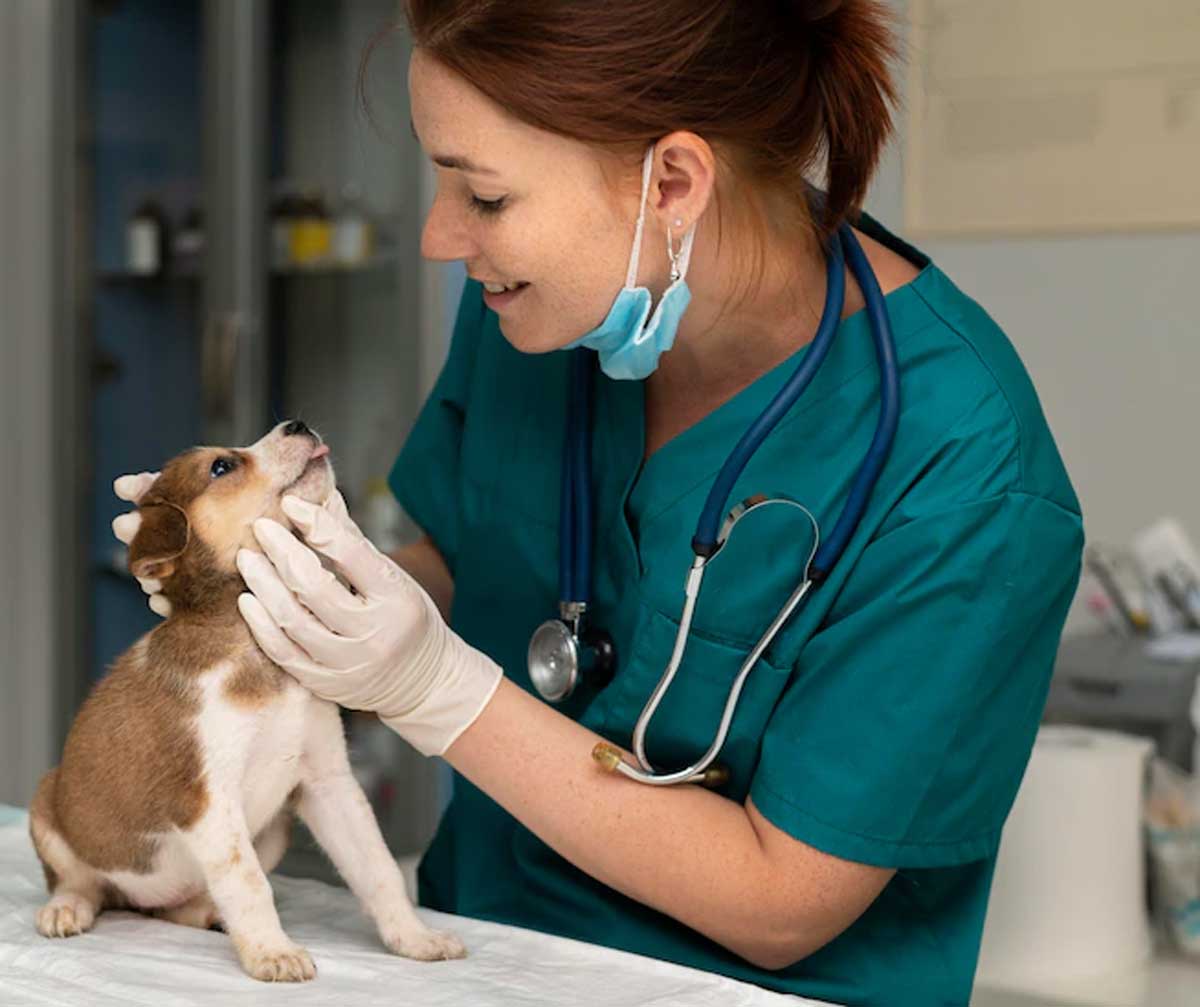 how to takecare of pet