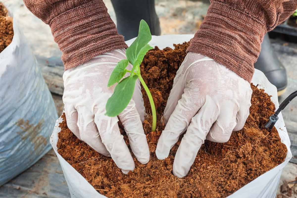 how to use cocopeat in kitchen garden