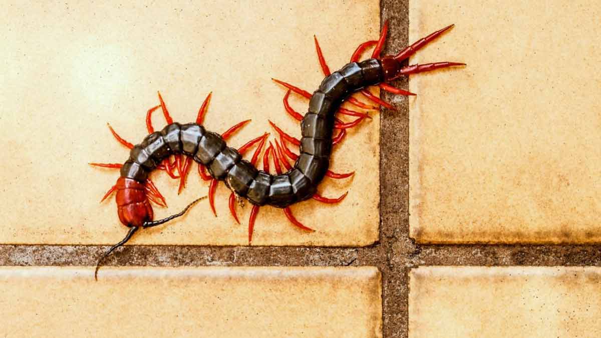 if you see dead  centipede or kankhajura at home