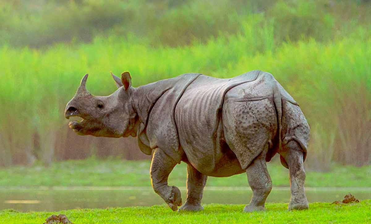 kaziranga national park