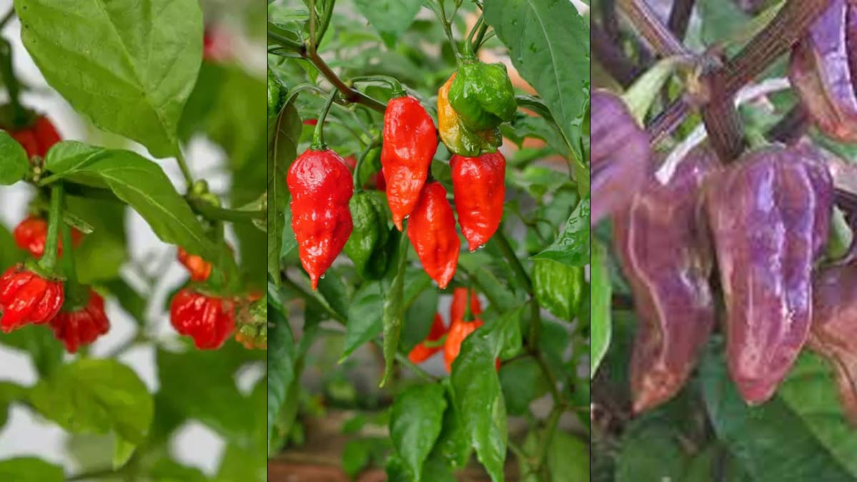 how-to-grow-green-chillies-at-home