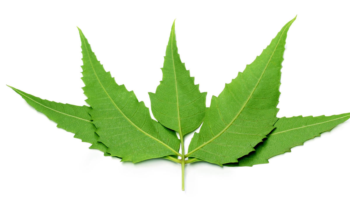 neem for air pollution