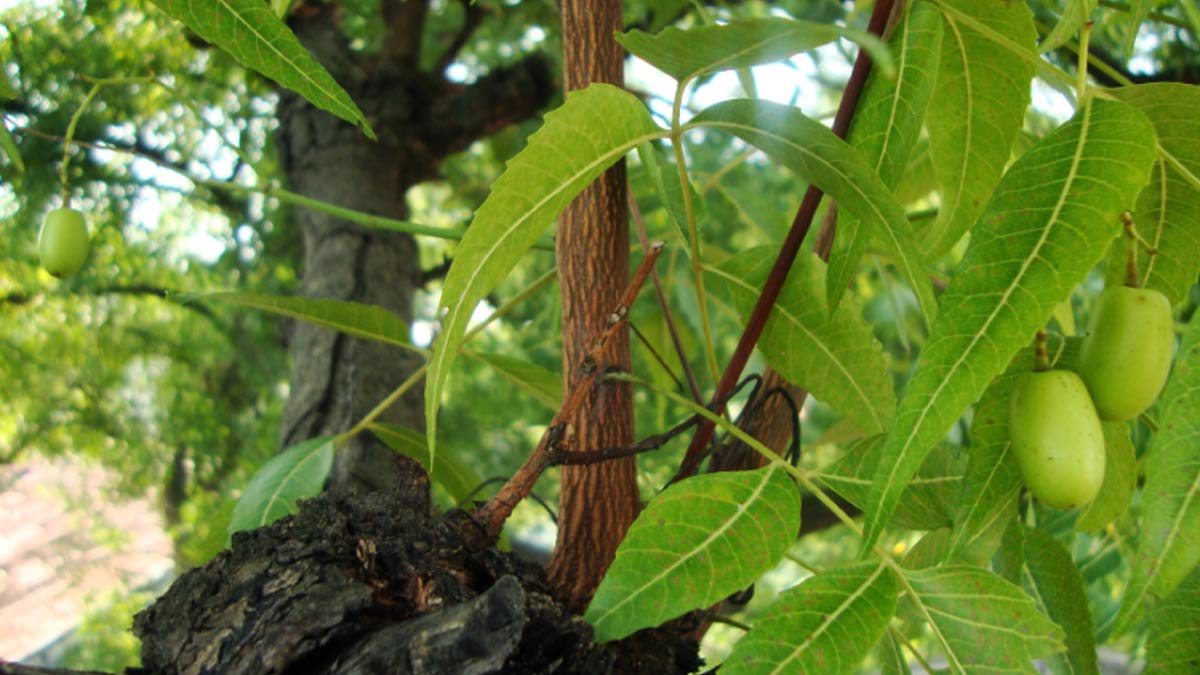 neem plant in tulsi vivah