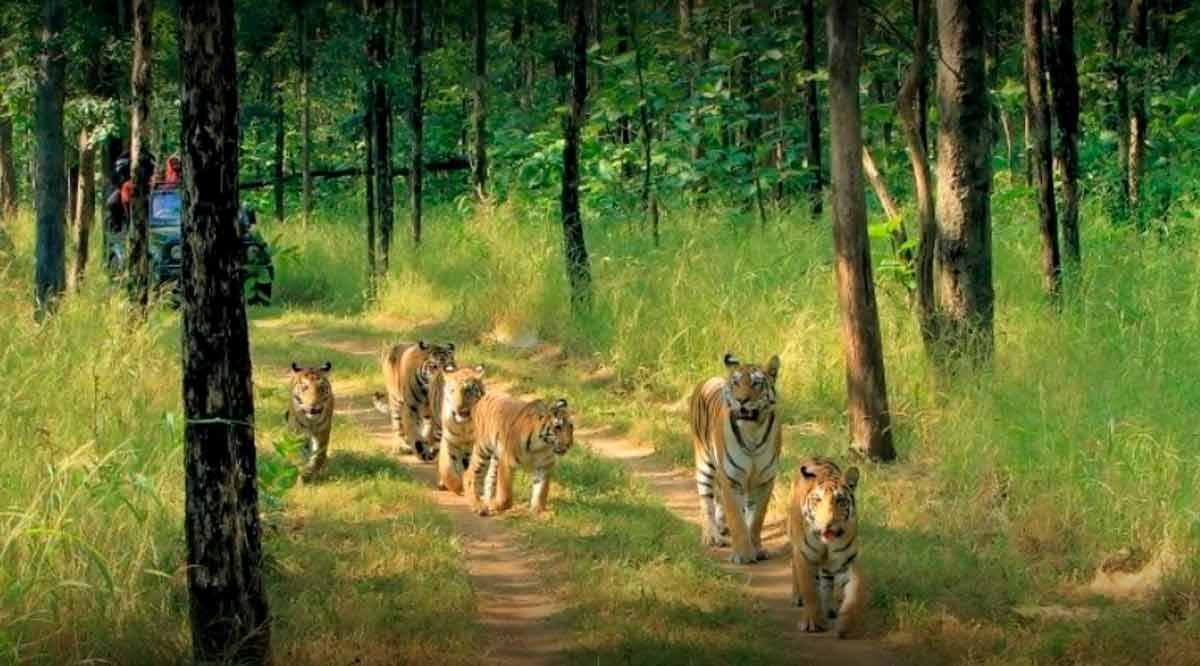 pench national park