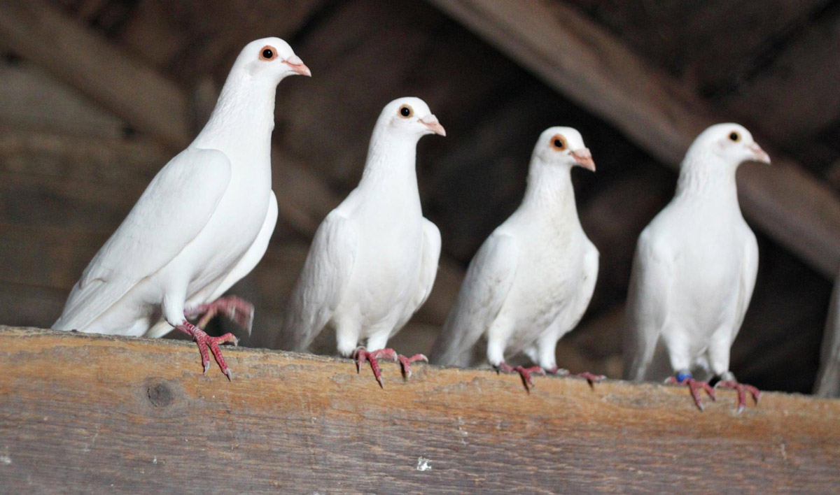 Why Pigeons Were Used as Messengers कबूतर क्यों ले जाते हैं चिट्ठी