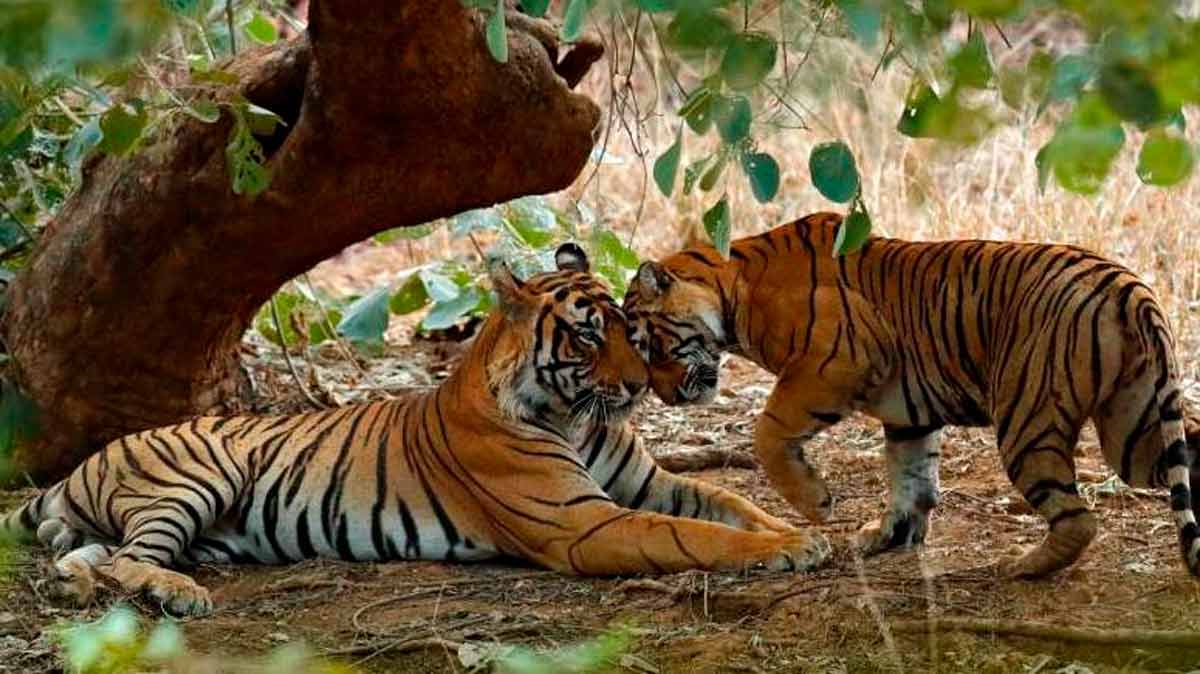 ranthambore national park