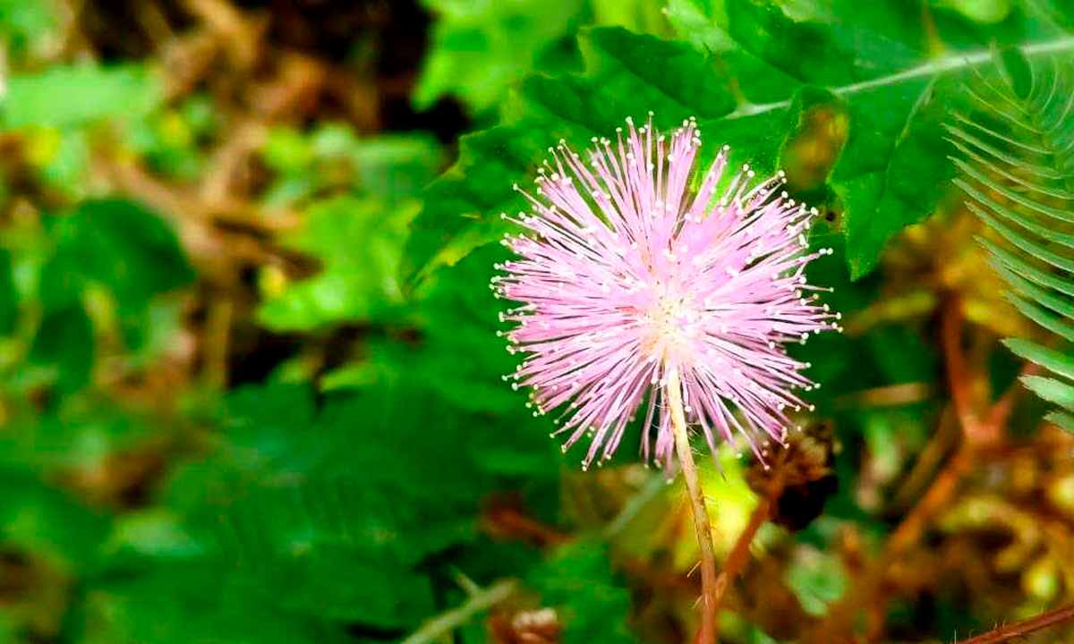 shami ke totke for money