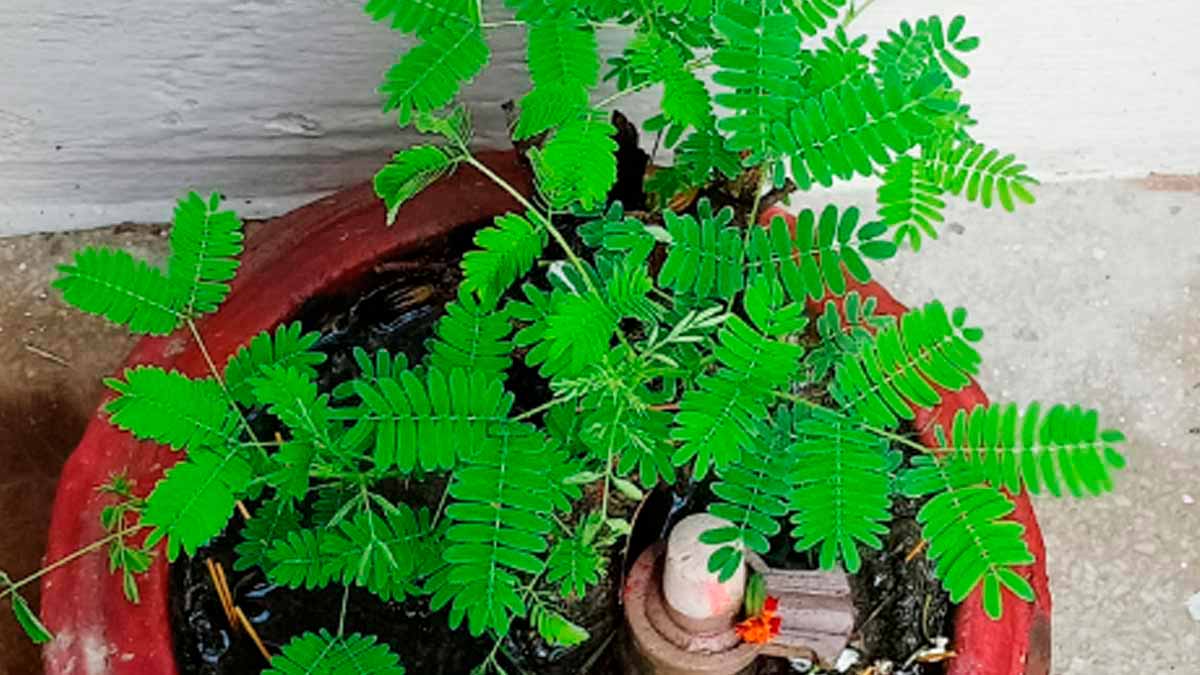 shami plant benefits for money