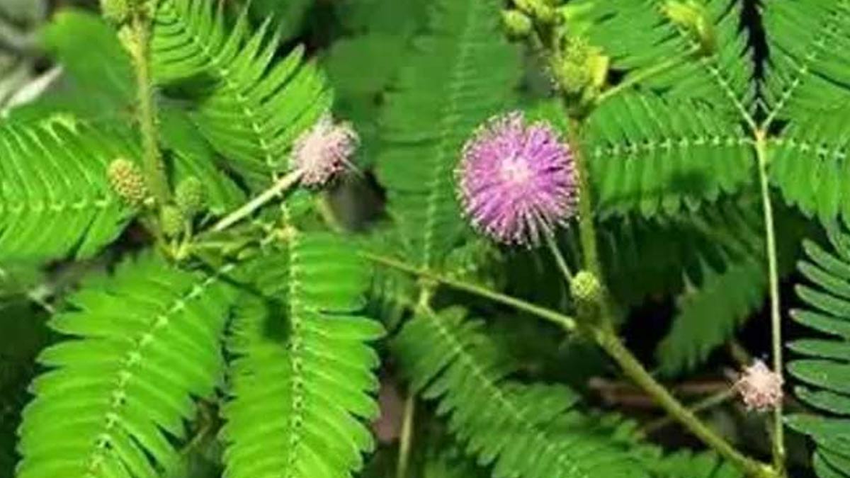 shami plant on tulsi puja