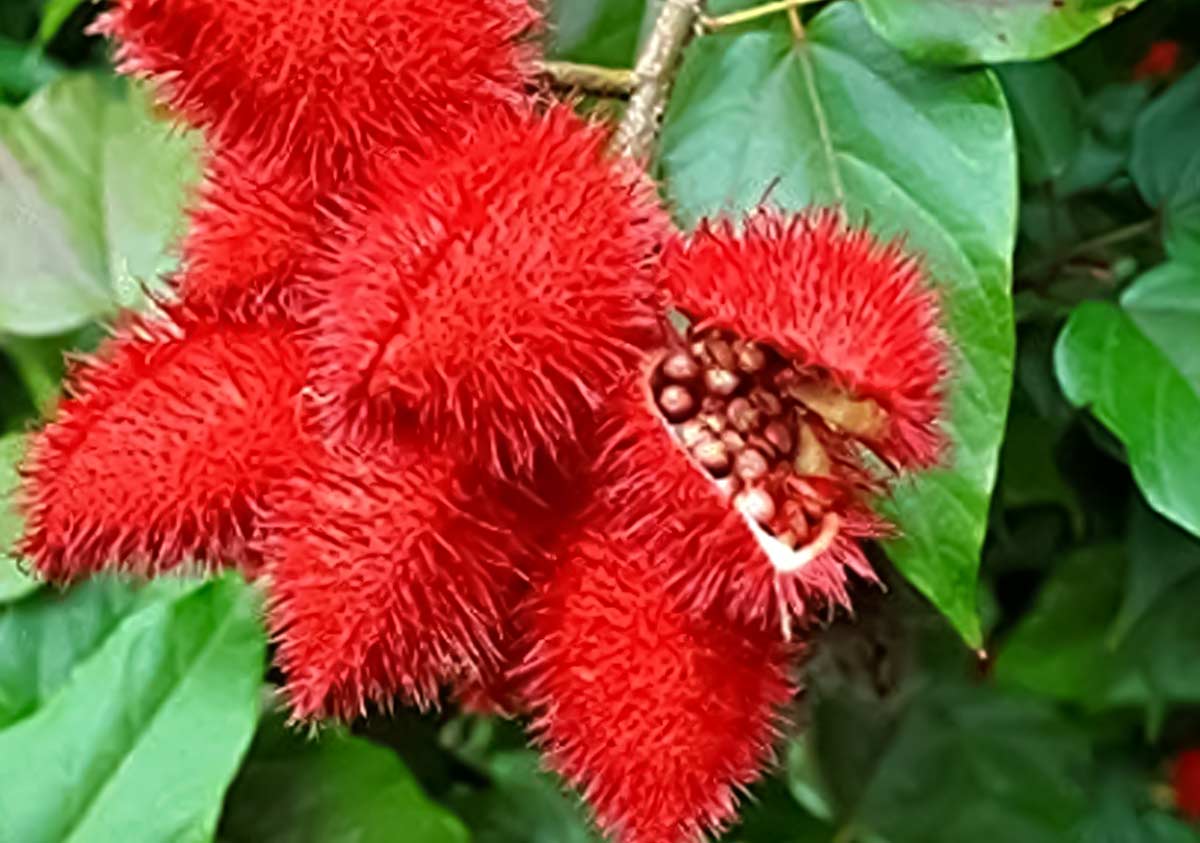 sindoor plant at home