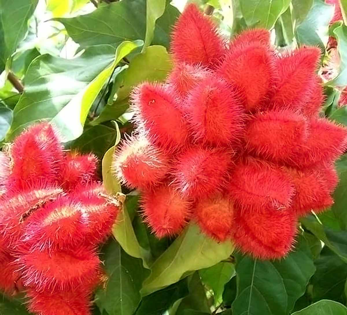 sindoor plant gardening tips