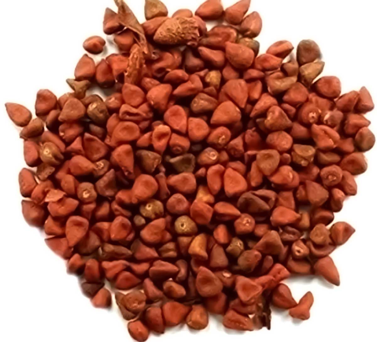 sindoor plant seeds