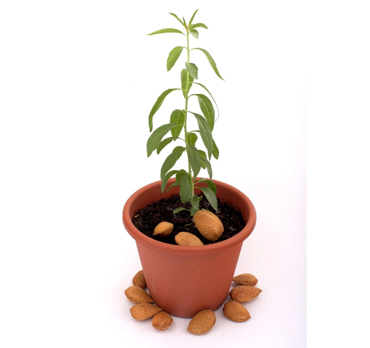 बादाम का पौधा कैसे लगाएं। How to Grow Almond Plants। Gardening Hacks | how to grow almond plant at home | HerZindagi