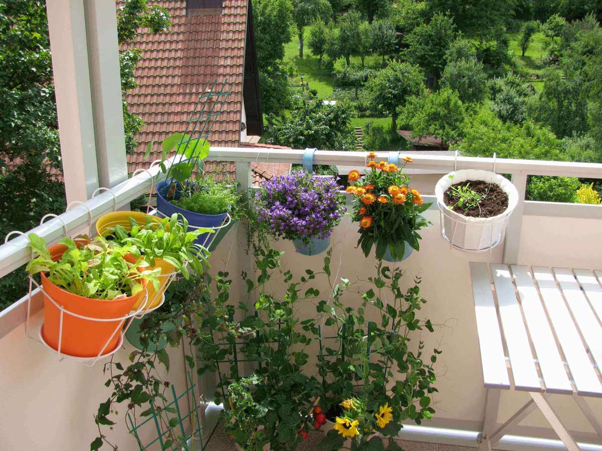 terrace garden tips